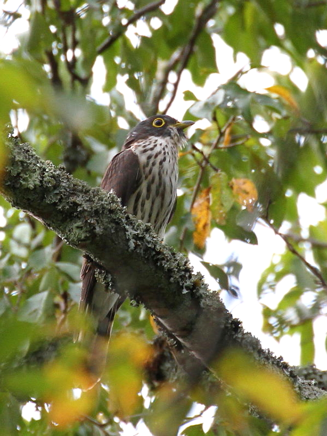 ジュウイチ　幼鳥　（８態-1）　宝ヶ池　2014/09/20　Photo by Manda