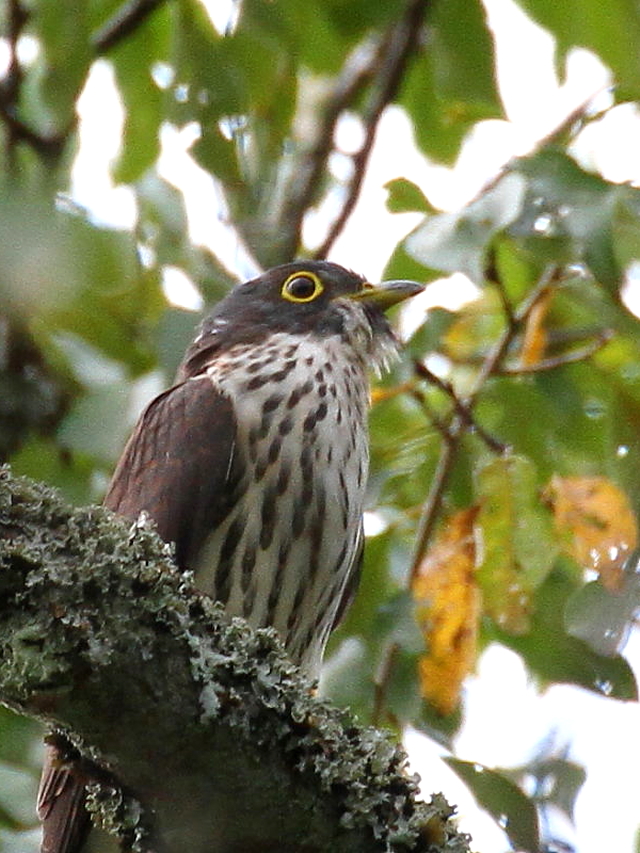 ジュウイチ　幼鳥　（８態-2）　宝ヶ池　2014/09/20　Photo by Manda