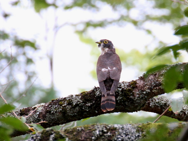 ジュウイチ　幼鳥　（８態-3）　宝ヶ池　2014/09/20　Photo by Manda