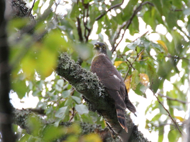 ジュウイチ　幼鳥　（８態-4）　宝ヶ池　2014/09/20　Photo by Manda