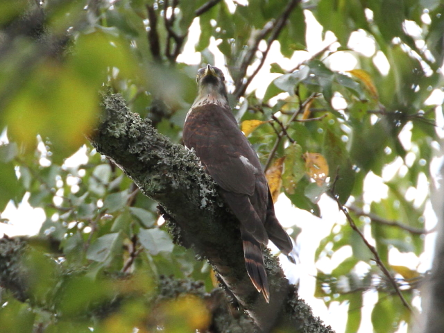 ジュウイチ　幼鳥　（８態-5）　宝ヶ池　2014/09/20　Photo by Manda