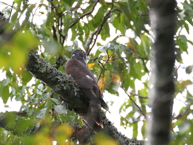 ジュウイチ　幼鳥　（８態-6）　宝ヶ池　2014/09/20　Photo by Manda