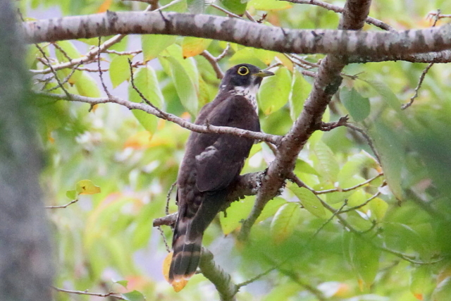 ジュウイチ　幼鳥　（８態-7）　宝ヶ池　2014/09/20　Photo by Manda