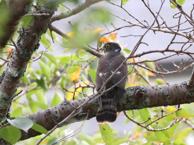 ジュウイチ　幼鳥　（８態-8）　宝ヶ池　2014/09/20　Photo by Manda