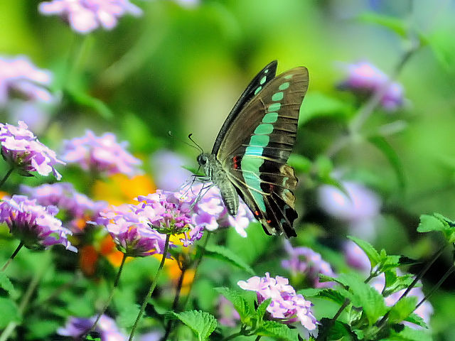 ② オスジアゲハ　山田池　枚方市　Photo by Kohyuh　2013/09/27