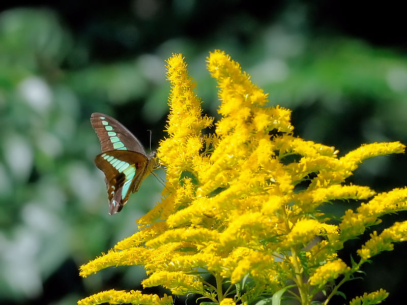 アオスジアゲハ （２態-1）　花博記念公園鶴見緑地　大阪市　Photo by Kohyuh　2016/10/15