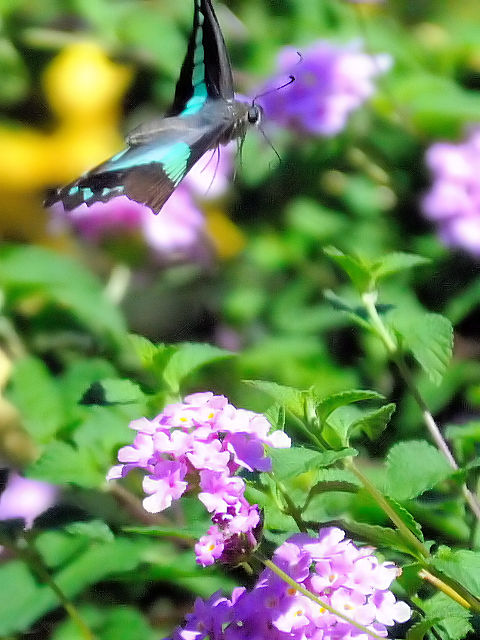 ③ オスジアゲハ　山田池　枚方市　Photo by Kohyuh　2013/09/27