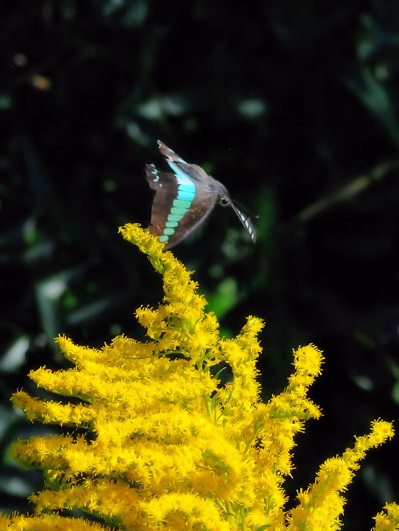 アオスジアゲハ （２態-2）　花博記念公園鶴見緑地　大阪市　Photo by Kohyuh　2016/10/15