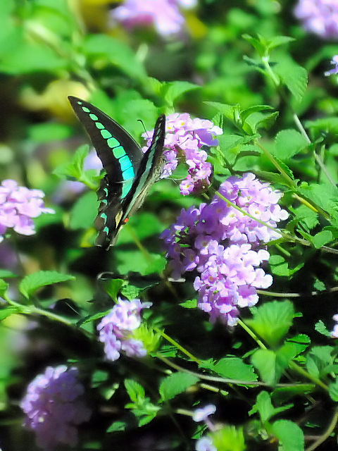 ④ オスジアゲハ　山田池　枚方市　Photo by Kohyuh　2013/09/27