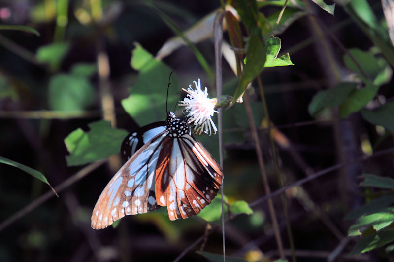 ATM}_iSԁj@ǉn@{̐X@s@{@Photo by Kohyuh@2020/10/24