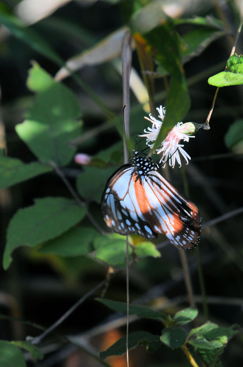 ATM}_iSԁj@ǉn@{̐X@s@{@Photo by Kohyuh@2020/10/24