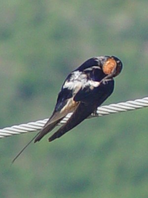 ツバメの間接頭掻き