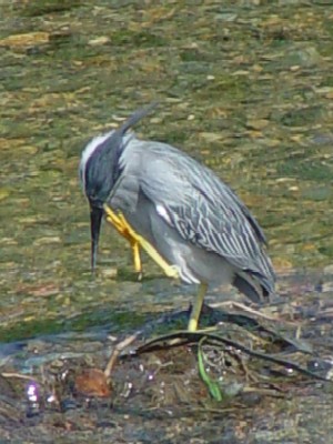ササゴイの直接頭掻き