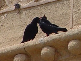 《ベニハシガラス》　クリックで拡大する