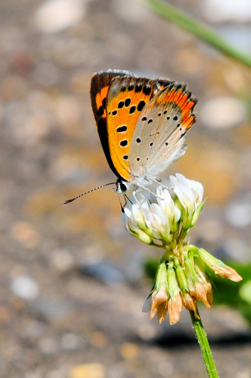 xjVW~@s@Rcr@Photo by Kohyuh@2021/06/01