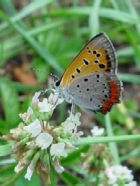 sxjVW~t@ʐ^̓NbNŊg傷