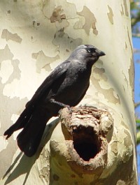 《ニシコクマルガラス》 クリックで拡大する Chenonceaux_nisikokumarugaras_thumb