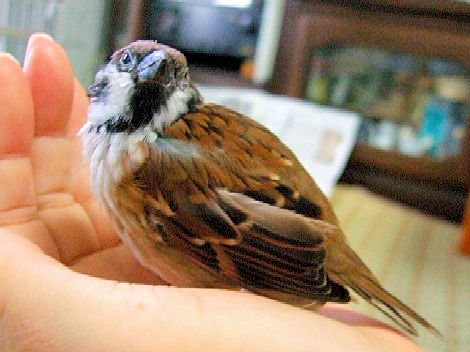 私のチュン　満１１歳　新調された羽衣 2007年 8月 2日　Photo by Kohyuh