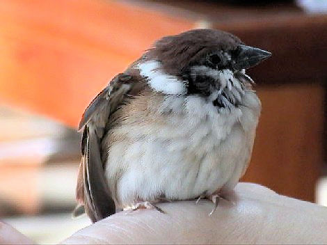 私のチュン　満５歳のとき<BR>2001年11月3日　自宅にて　Photo by Kohyuh