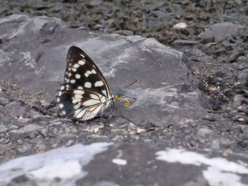 ゴマダラチョウ（３態-1）　かわきた自然運動公園　越流堤　八幡市　2017/09/10　Photo by Kohyuh