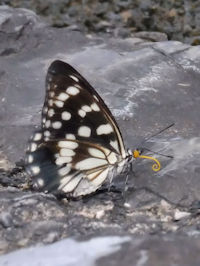 sS}_`Et@ʐ^̓NbNŊg傷