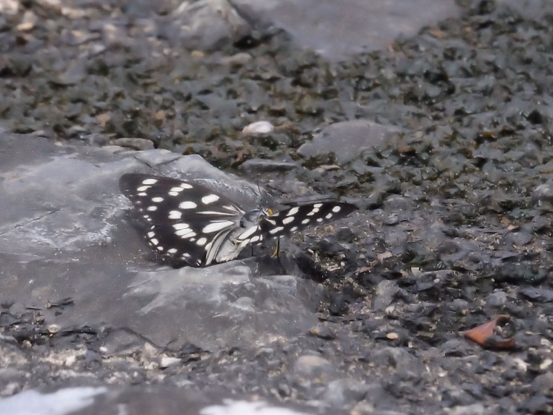 ゴマダラチョウ（３態-2）　かわきた自然運動公園　越流堤　八幡市　2017/09/10　Photo by Kohyuh
