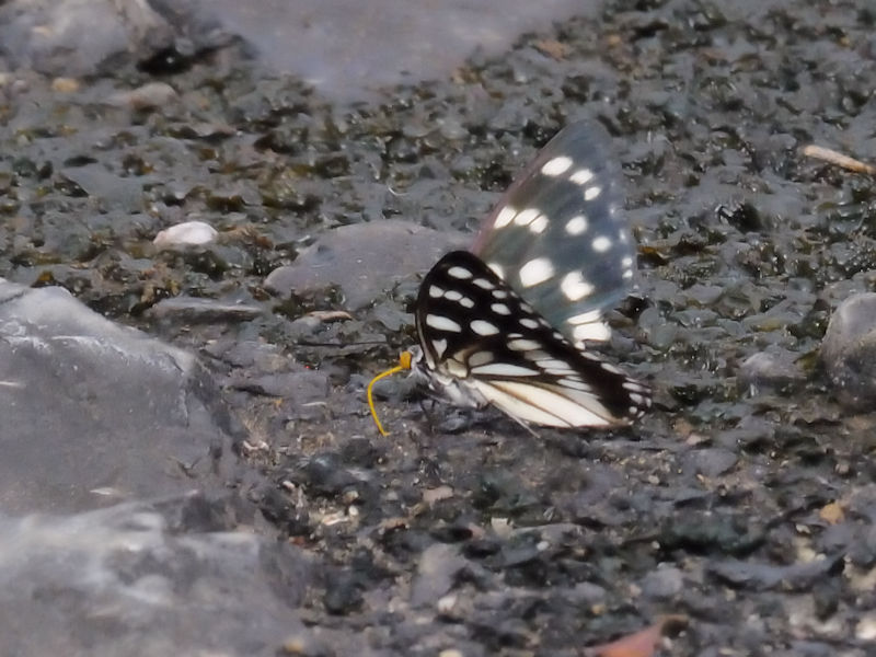 ゴマダラチョウ（３態-3）　かわきた自然運動公園　越流堤　八幡市　2017/09/10　Photo by Kohyuh