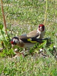 《ゴシキヒワ》 クリックで拡大する gosikihiwa