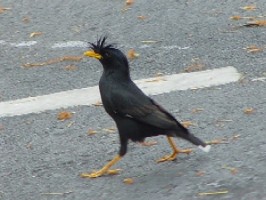 《ジャワハッカ》　クリックで拡大する