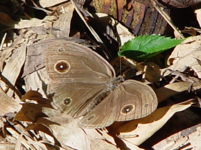 (2) qWm@s@jR@Photo by Kohyuh@2003/09/23