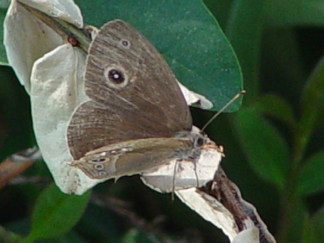 (3) qWm@s@J@Photo by Kohyuh@2003/10/12