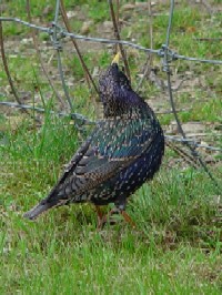 《ホシムクドリ》 写真はクリックで拡大する 《ホシムクドリ》 写真はクリックで拡大する