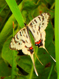 sz\I`Et@ʐ^̓NbNŊg傷