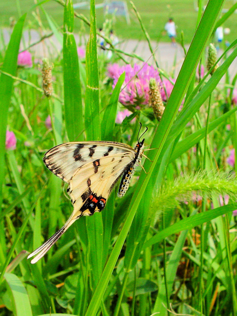 z\I`E@ؒÐE݁@vR@s{@Photo by Kohyuh@2004/07/03