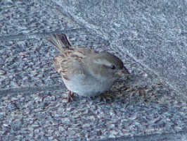 《スペインのイエスズメ》　クリックで拡大する
