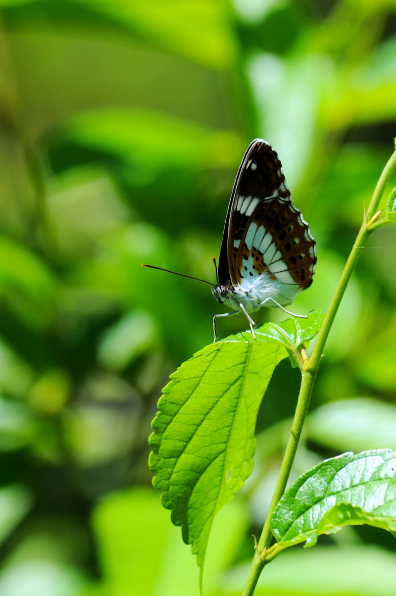 イチモンジチョウ(2態-1) かわきた公園 Photo by Kohyuh 2019/05/21 イチモンジチョウ(2態-1) かわきた公園 Photo by Kohyuh 2019/05/21