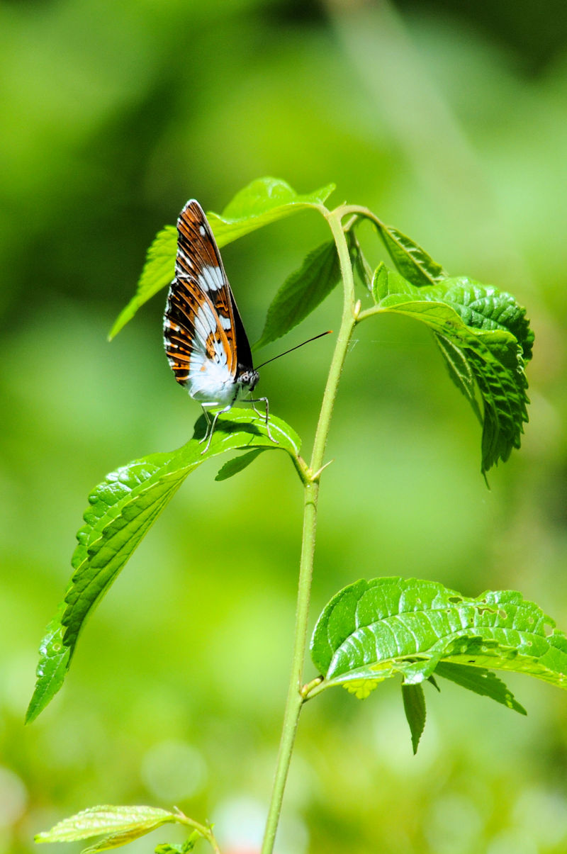 イチモンジチョウ(2態-2) かわきた公園 Photo by Kohyuh 2019/05/21 イチモンジチョウ(2態-2) かわきた公園 Photo by Kohyuh 2019/05/21