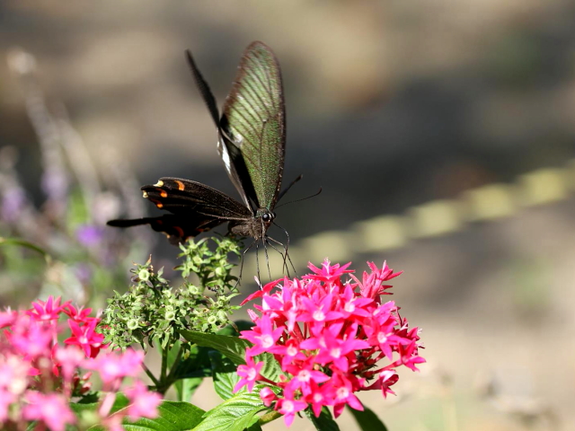 B JXAQn@@WH@킶Ԃ@ Photo by Manda 2013/09/24@iʐ^񋟁F@ݓcj