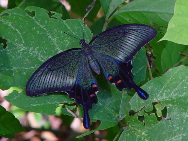 @ JXAQn @@s@Ђ܂胋[g @Photo by Kohyuh@2004/07/15