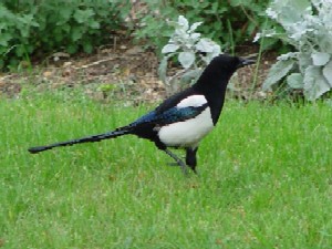 カササギ　サン・ジェルマン・アン・レー　フランス　Photo by Kohyuh　2004/04/20