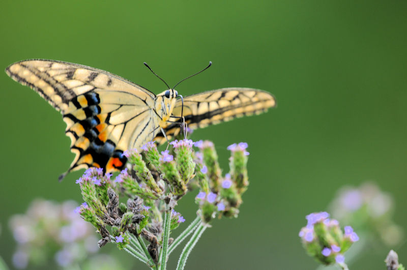 LAQniR-1j@s@@Photo by Kohyuh@2019/09/01