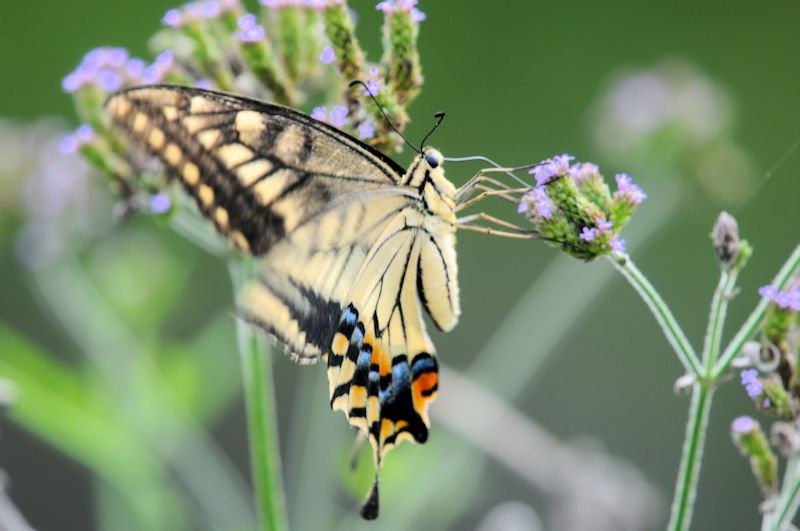 LAQniR-2j@s@@Photo by Kohyuh@2019/09/01