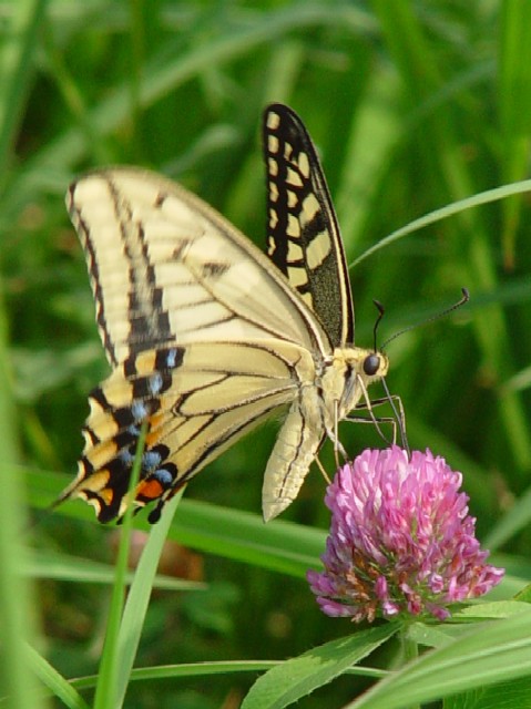 @ LAQn@s@ؒÐ @Photo by Kohyuh@2006/08/01