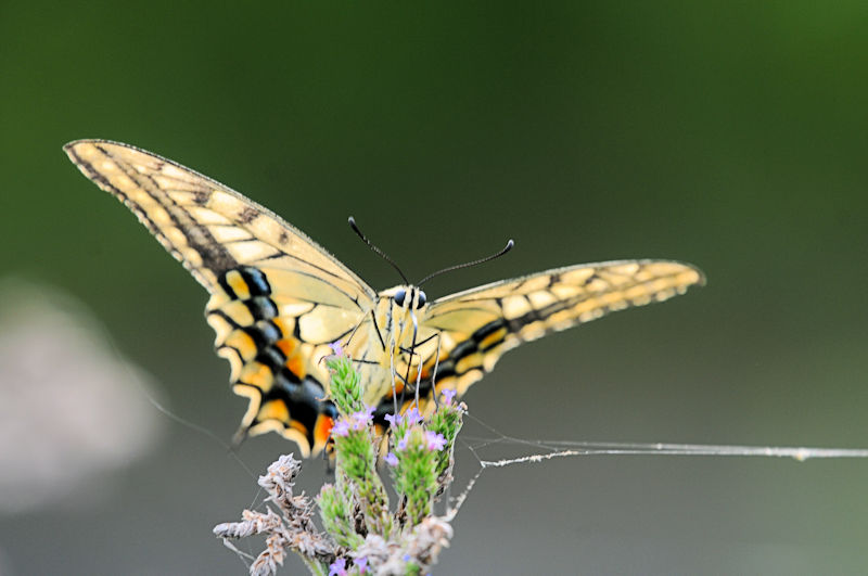 LAQniR-3j@s@@Photo by Kohyuh@2019/09/01