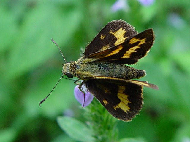 A L}_ZZ@@s@r@Photo by Kohyuh@2006/09/24