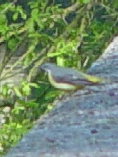 キセキレイ ♀ Kisekirei2_chenonceaux