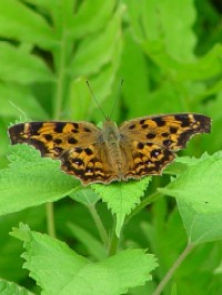 sL^ent@ʐ^̓NbNŊg傷