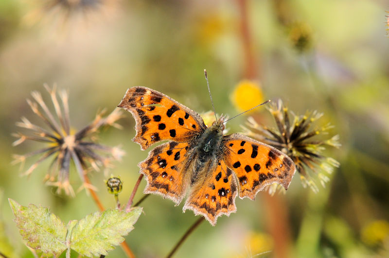 L^en@\iTԁj@ꋴ iÉj@s@Photo by Kohyuh@2021/12/06