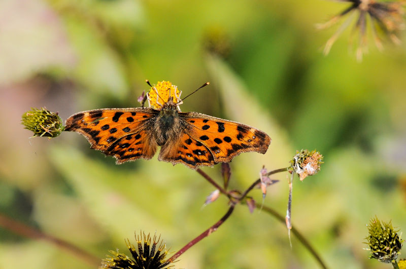 L^en@\iTԁj@ꋴ iÉj@s@Photo by Kohyuh@2021/12/06