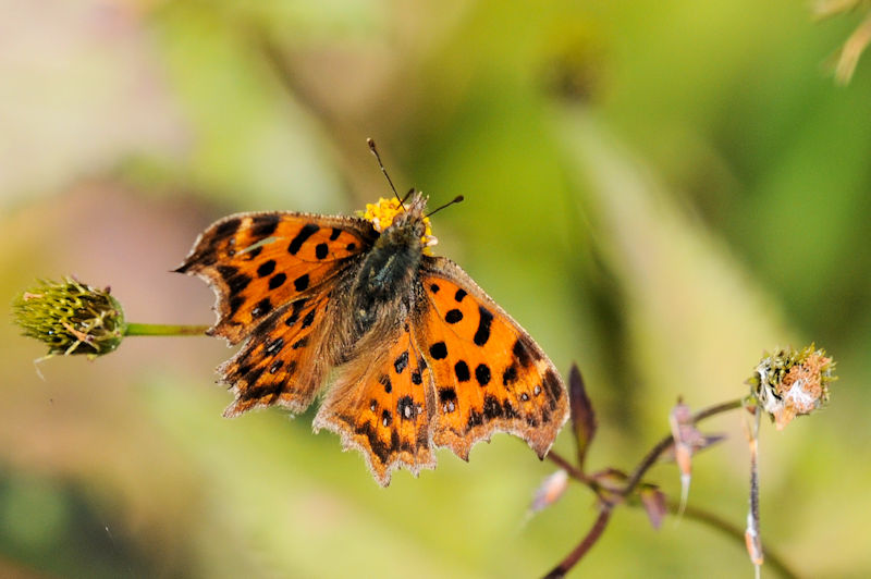 L^en@\iTԁj@ꋴ iÉj@s@Photo by Kohyuh@2021/12/06